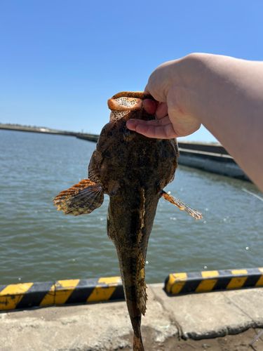 カジカの釣果