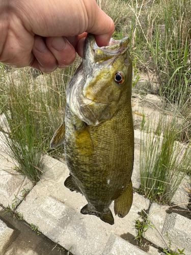 スモールマウスバスの釣果