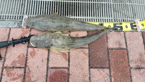 マゴチの釣果