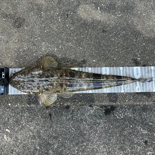 マゴチの釣果