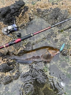 アイナメの釣果