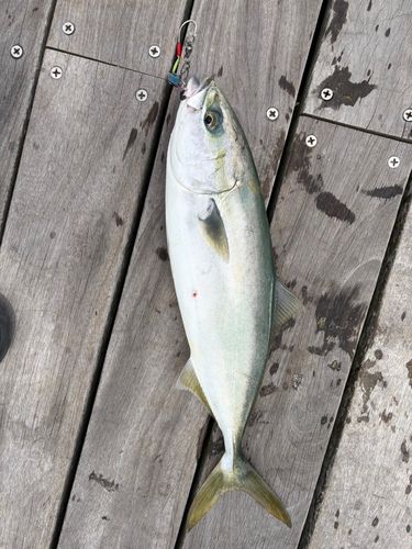 イナダの釣果