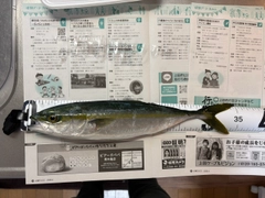 ワカシの釣果