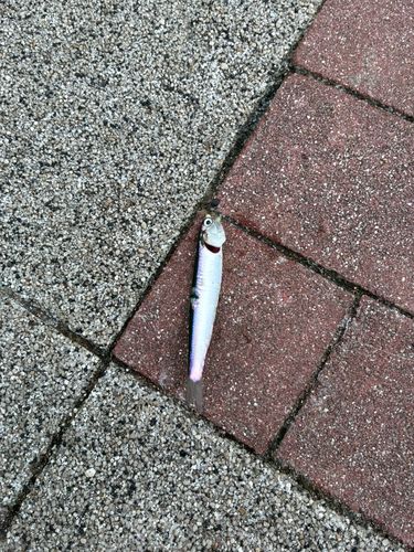 カタクチイワシの釣果