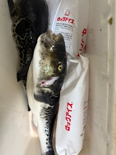 トラフグの釣果