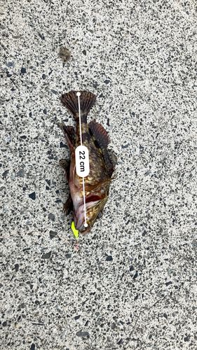 カサゴの釣果