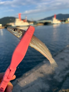 キスの釣果