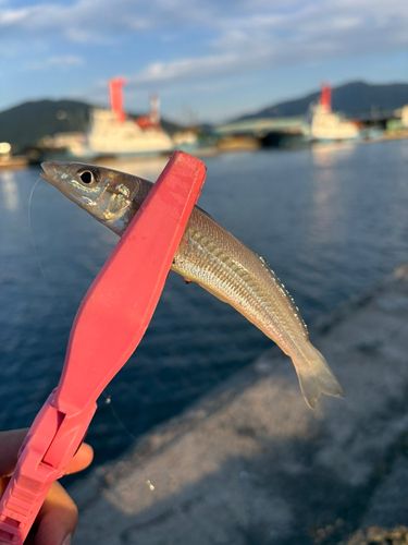 キスの釣果