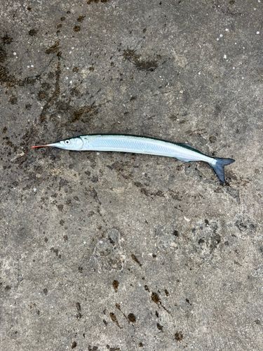 サヨリの釣果