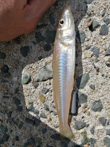 シロギスの釣果