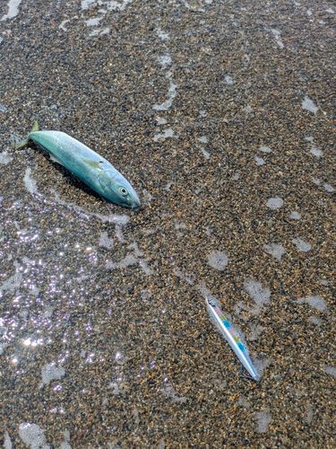ワカシの釣果