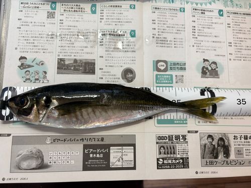 アジの釣果