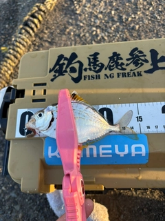 ヒイラギの釣果