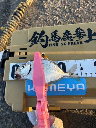 ヒイラギの釣果