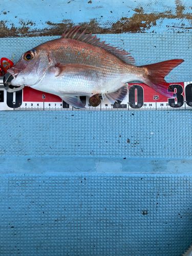 タイの釣果