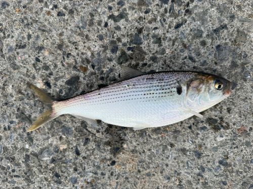 コノシロの釣果