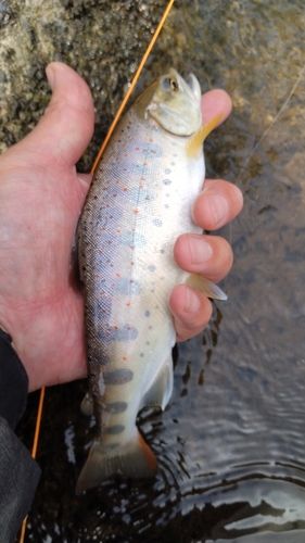 アマゴの釣果