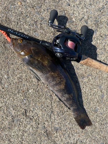 アイナメの釣果