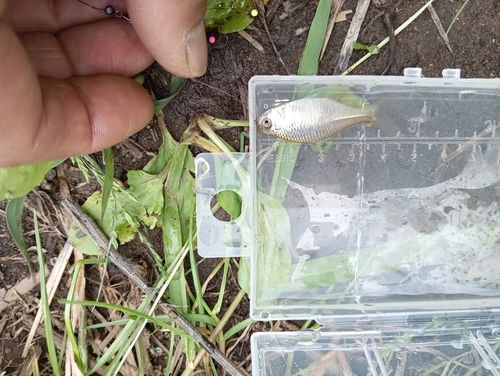 タイリクバラタナゴの釣果
