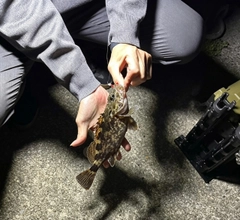 ガシラの釣果