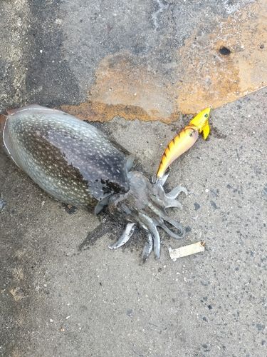コウイカの釣果
