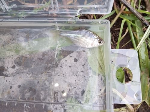 タイリクバラタナゴの釣果