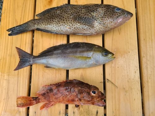 オオモンハタの釣果