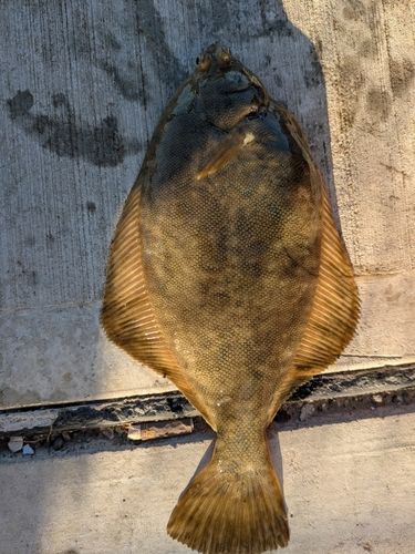 カレイの釣果