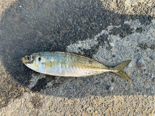 マルアジの釣果