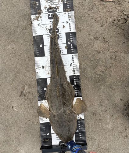 マゴチの釣果