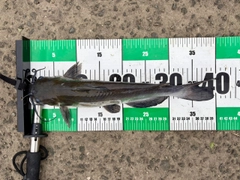 アメリカナマズの釣果