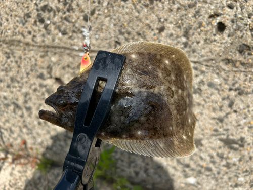 ヒラメの釣果