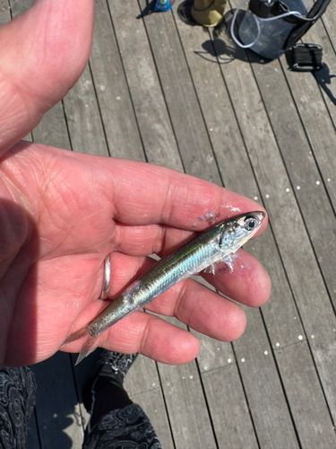 カタクチイワシの釣果