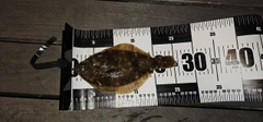 マコガレイの釣果