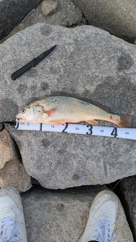 シログチの釣果