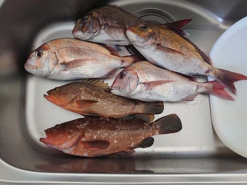 マダイの釣果