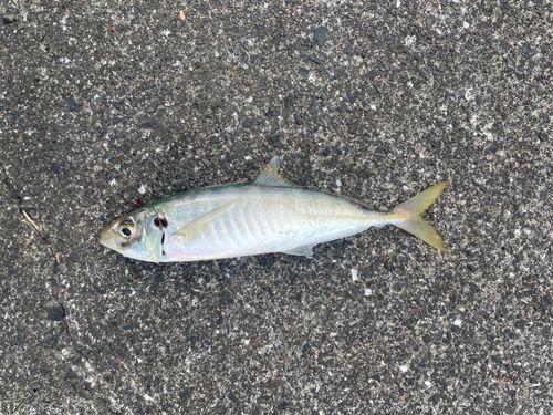 マルアジの釣果