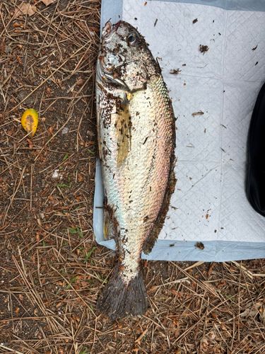 シログチの釣果