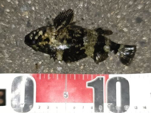 ムラソイの釣果