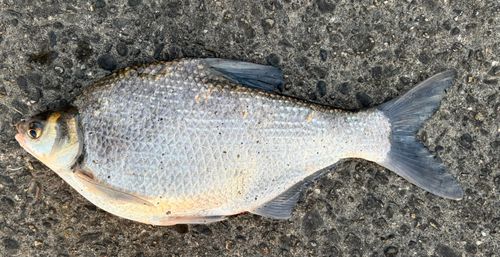 ダントウボウの釣果