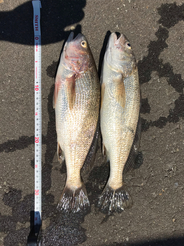 シログチの釣果