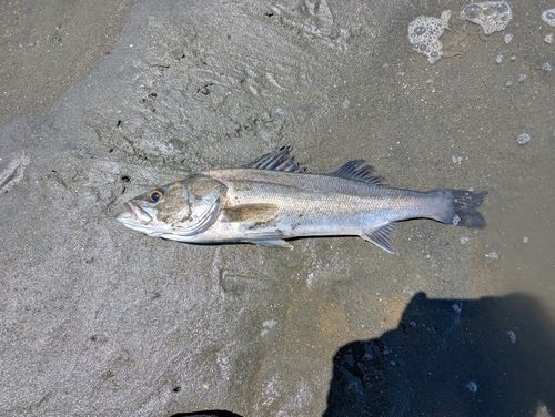 フッコ（ヒラスズキ）の釣果