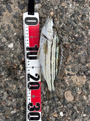 シマイサキの釣果