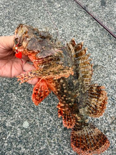 オニカサゴの釣果