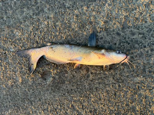 アメリカナマズの釣果