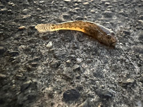 ヌマチチブの釣果