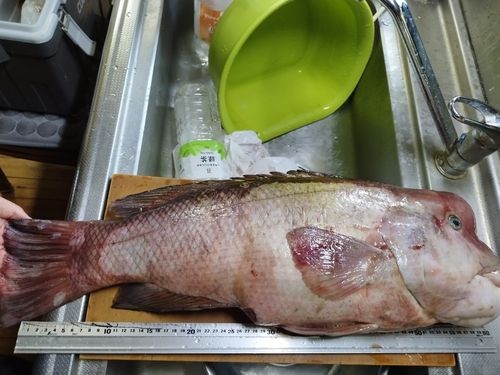 コブダイの釣果