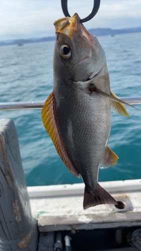 イサキの釣果