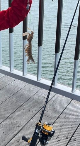 シャコエビの釣果