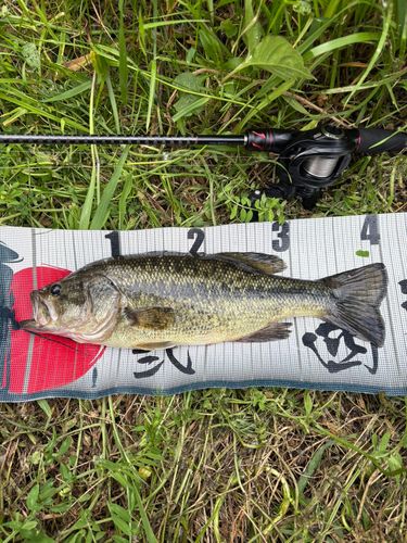 ラージマウスバスの釣果